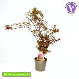 Artar Japonez Rosu Atropurpureum, cu frunzis rosu-purpuriu, decorativ, compact