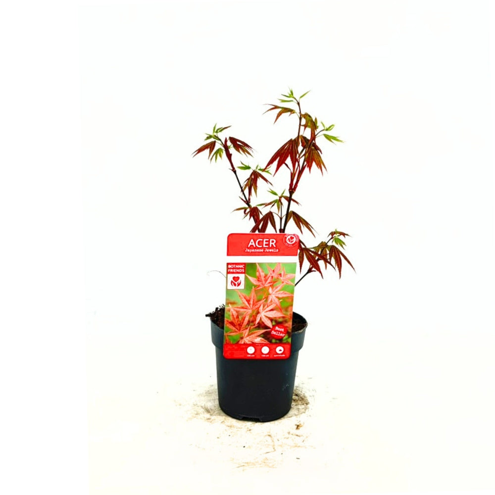 Artar Japonez Rosu Atropurpureum, cu frunzis rosu-purpuriu, decorativ, compact