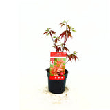 Artar Japonez Rosu Atropurpureum, cu frunzis rosu-purpuriu, decorativ, compact