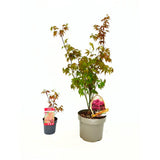 Artar Japonez Rosu Atropurpureum, cu frunzis rosu-purpuriu, decorativ, compact