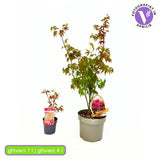 Artar Japonez Rosu Atropurpureum, cu frunzis rosu-purpuriu, decorativ, compact