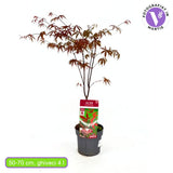 Artar Japonez Rosu Bloodgood, cu frunzis rosu-purpuriu, decorativ, crestere rapida, premiat, gradina sau ghiveci