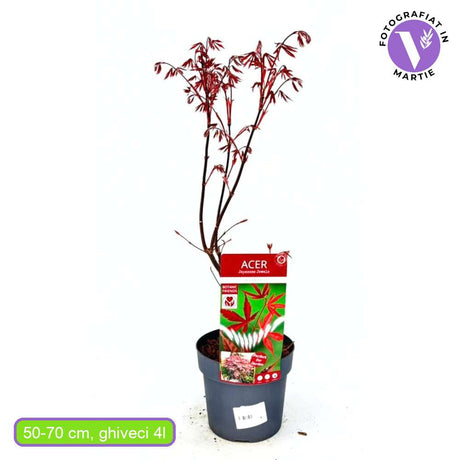 Artar Japonez Rosu Bloodgood, cu frunzis rosu-purpuriu, decorativ, crestere rapida, premiat, gradina sau ghiveci