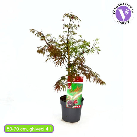 Artar Japonez Crimson Queen, cu frunzis rosu-purpuriu intens, frunzis dantelat, rezistenta frig -20°C