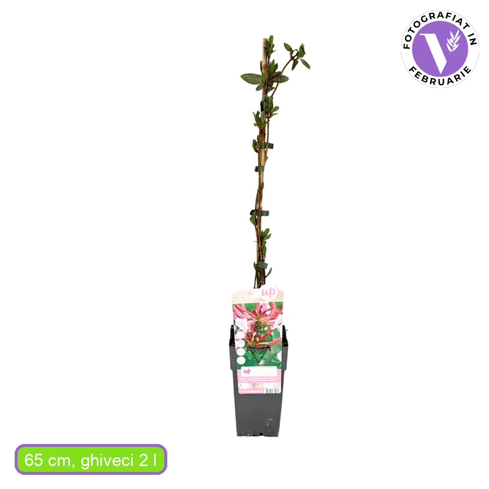 Mana Maicii Domnului/Caprifoi (Lonicera) Serotina, planta cataratoare parfumata, flori bicolore rosii-albe, crestere rapida