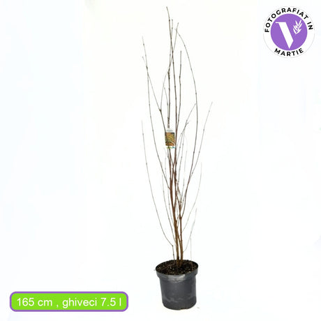 Arborele de zahar Katsura (Cercidiphyllum Japonicum), colorit de toamna, parfum dulceag de caramel