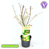 Artar Japonez Auriu Orange Dream, frunzis galben intens primavara si vara si portocaliu toamna, perfect pentru umbra