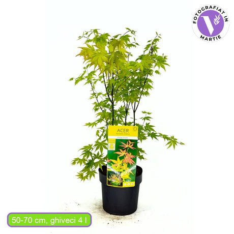 Artar Japonez Auriu Orange Dream, frunzis galben intens primavara si vara si portocaliu toamna, perfect pentru umbra