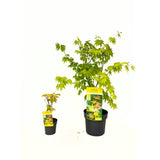 Artar Japonez Auriu Orange Dream, frunzis galben intens primavara si vara si portocaliu toamna, perfect pentru umbra