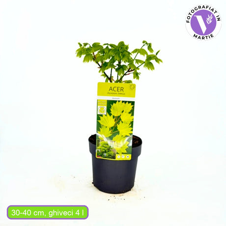 Artar Japonez Shirasawanum Aureum, cu frunzis auriu decorativ, colorit de toamna