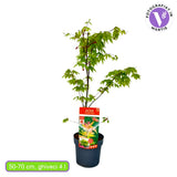 Artar Japonez Rosu Osakazuki, cu frunzis rosu intens toamna, rezistenta frig -20°C