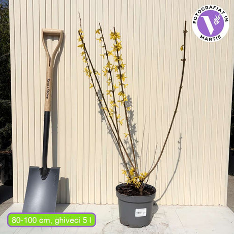 Ploaie de Aur (Forsythia Spectabilis), arbust ornamental cu flori galbene primavara, crestere rapida