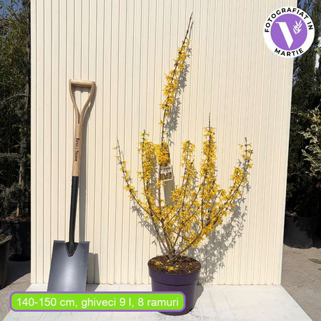 Ploaie de Aur (Forsythia Spectabilis), arbust ornamental cu flori galbene primavara, crestere rapida