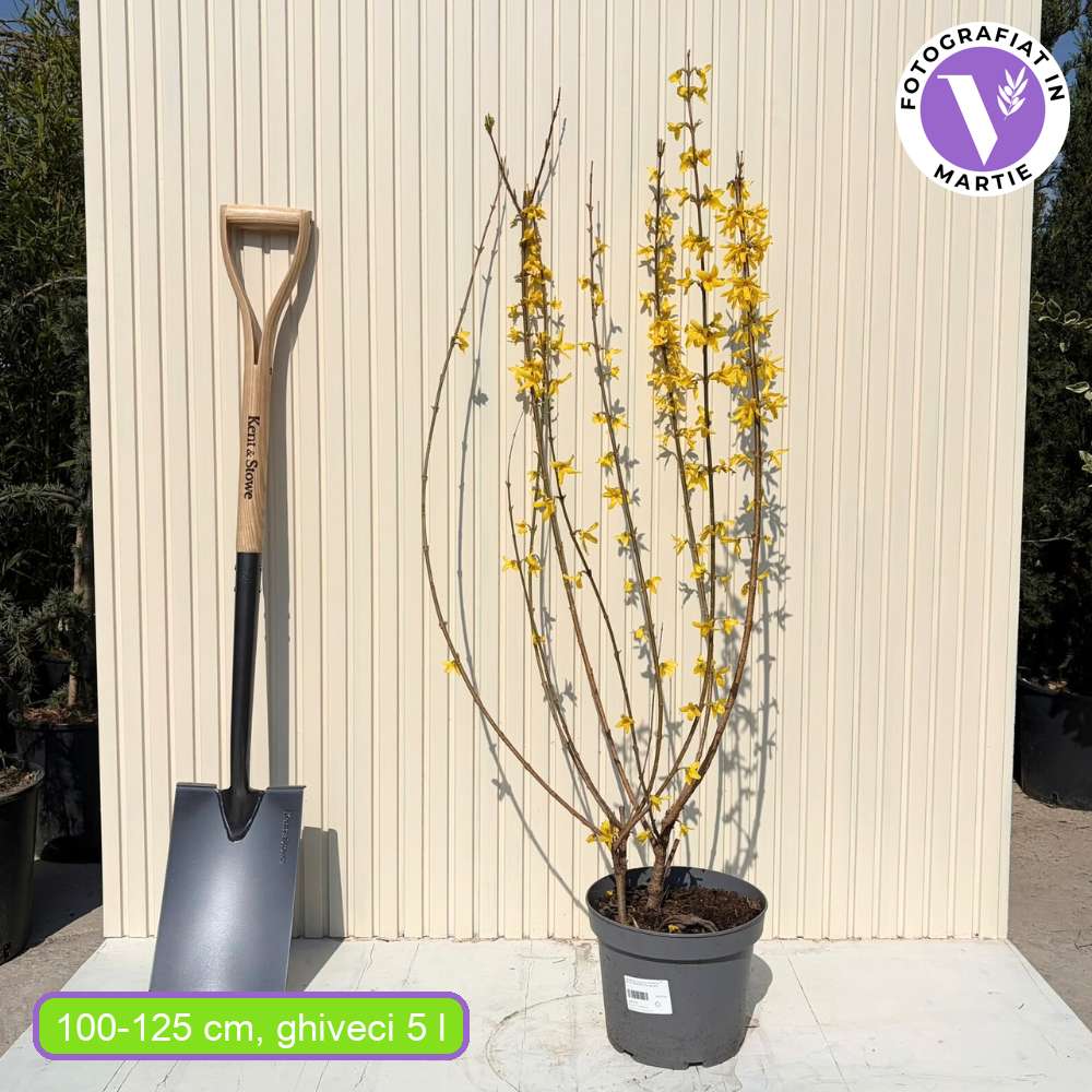 Ploaie de Aur (Forsythia Spectabilis), arbust ornamental cu flori galbene primavara, crestere rapida