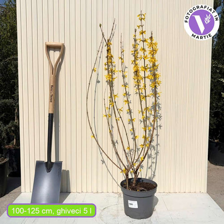 Ploaie de Aur (Forsythia Spectabilis), arbust ornamental cu flori galbene primavara, crestere rapida