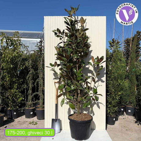 Magnolie Grandiflora Gallisoniensis, magnolie vesnic verde, flori albe uriase parfumate, frunze verde inchis lucios, revers brun catifelat, rezistenta la frig, ideal pentru gradini elegante