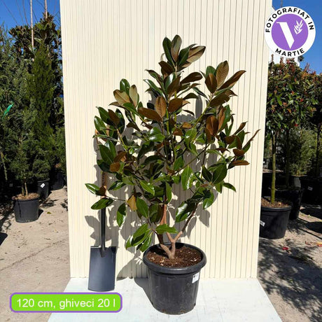 Magnolie Grandiflora Gallisoniensis, magnolie vesnic verde, flori albe uriase parfumate, frunze verde inchis lucios, revers brun catifelat, rezistenta la frig, ideal pentru gradini elegante