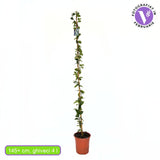 Iasomie Alba Stelata (Trachelospermum Jasminoides), cataratoare, cu flori albe foarte parfumate, cu frunzis vesnic verde, crestere rapida, rezistenta la frig