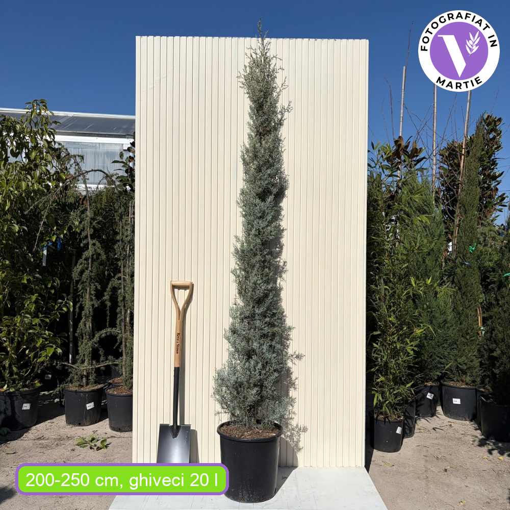 Chiparos argintiu de Arizona, conifer vesnic verde albastru-argintiu, port columnar, crestere rapida, miros foarte aromatic