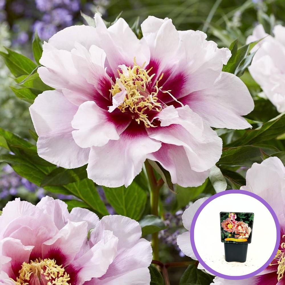 Bujor Hibrid Itoh Cora Louise, cu flori albe si centru purpuriu