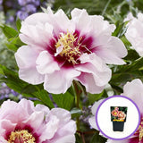 Bujor Hibrid Itoh Cora Louise, cu flori albe si centru purpuriu