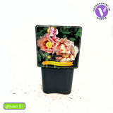 Bujor Hibrid Itoh Cora Louise, cu flori albe si centru purpuriu