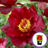 Bujor Hibrid Itoh Scarlet Heaven, cu flori rosu-inchis