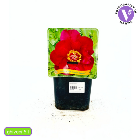 Bujor Hibrid Itoh Scarlet Heaven, cu flori rosu-inchis