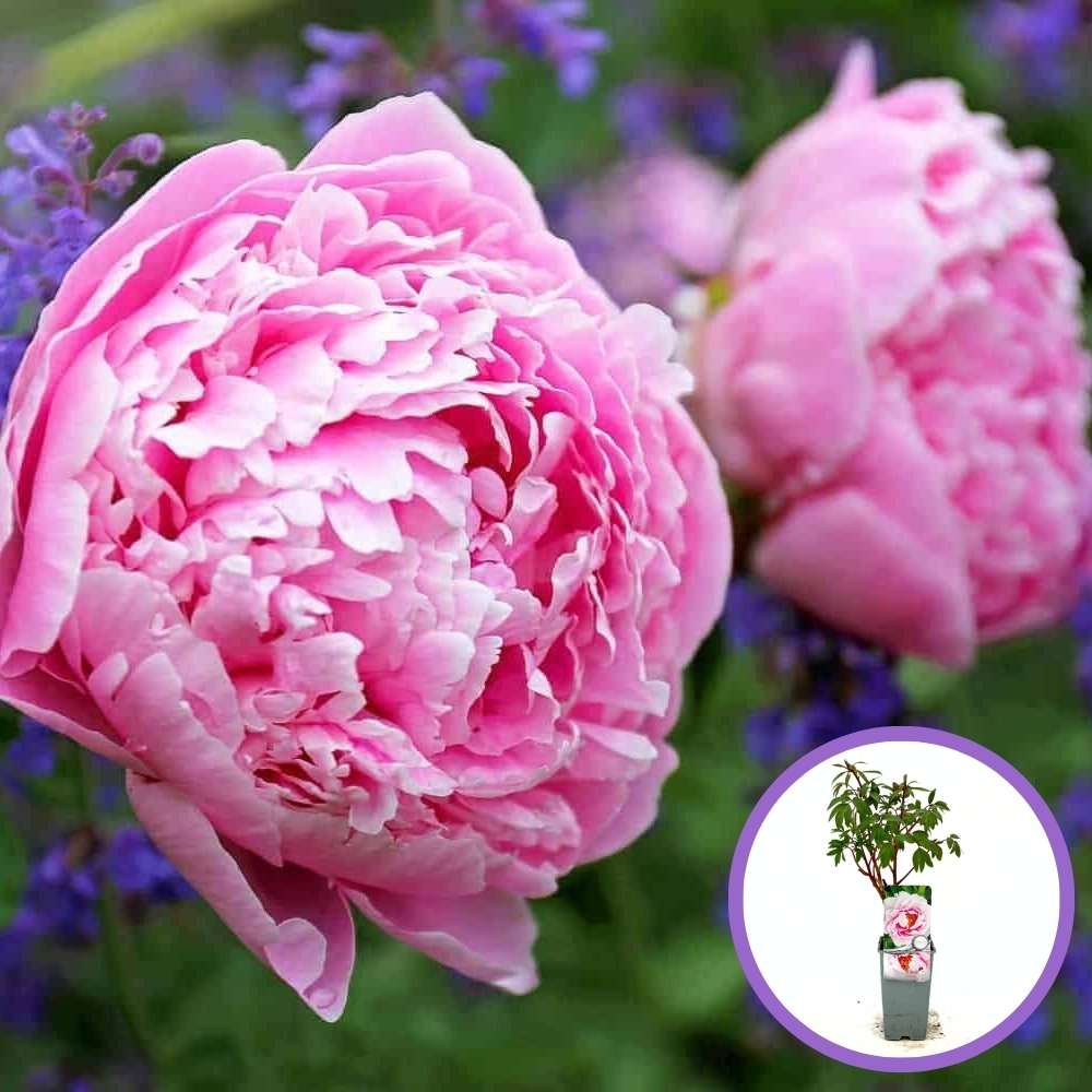 Bujor Copac (Paeonia suffruticosa) cu flori roz – planta ornamentala de gradina, inflorire spectaculoasa si parfum delicat, inradacinat in ghiveci