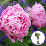 Bujor Copac (Paeonia suffruticosa) cu flori roz – planta ornamentala de gradina, inflorire spectaculoasa si parfum delicat, inradacinat in ghiveci