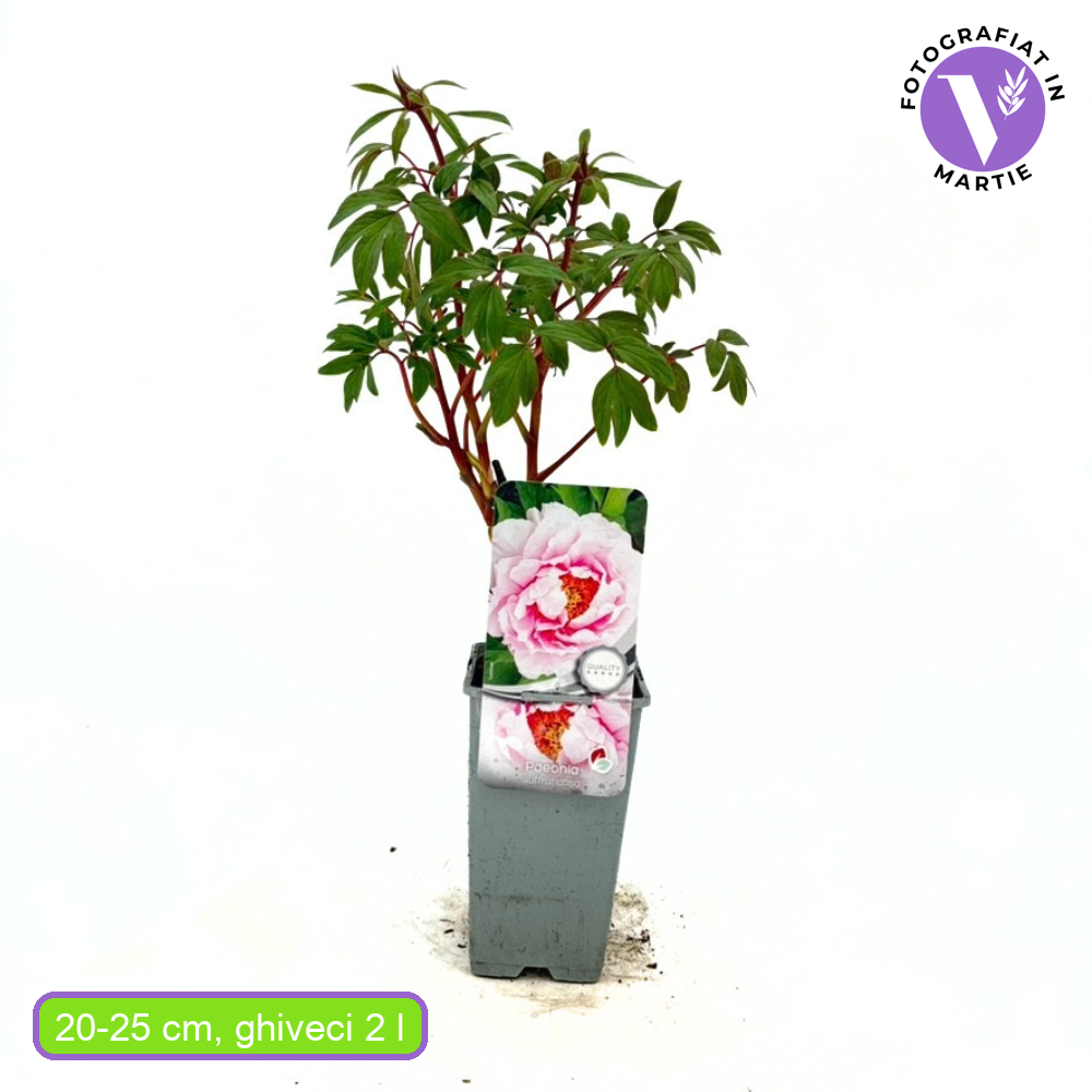 Bujor Copac (Paeonia suffruticosa) cu flori roz – planta ornamentala de gradina, inflorire spectaculoasa si parfum delicat, inradacinat in ghiveci