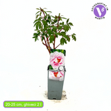 Bujor Copac (Paeonia suffruticosa) cu flori roz – planta ornamentala de gradina, inflorire spectaculoasa si parfum delicat, inradacinat in ghiveci