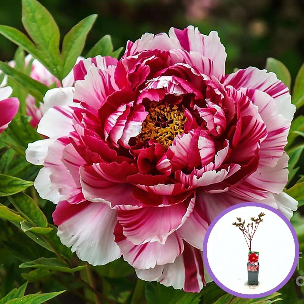 Bujor Copac Bicolor (Paeonia suffruticosa) cu roz si alb, planta perena de gradina, inflorire spectaculoasa si parfum delicat, inradacinat in ghiveci