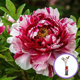 Bujor Copac Bicolor (Paeonia suffruticosa) cu roz si alb, planta perena de gradina, inflorire spectaculoasa si parfum delicat, inradacinat in ghiveci