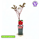 Bujor Copac Bicolor (Paeonia suffruticosa) cu roz si alb, planta perena de gradina, inflorire spectaculoasa si parfum delicat, inradacinat in ghiveci