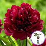 Bujor Copac (Paeonia suffruticosa) cu flori rosu inchis – planta ornamentala de gradina, inflorire spectaculoasa si parfum delicat