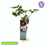 Bujor Copac (Paeonia suffruticosa) cu flori rosu inchis – planta ornamentala de gradina, inflorire spectaculoasa si parfum delicat
