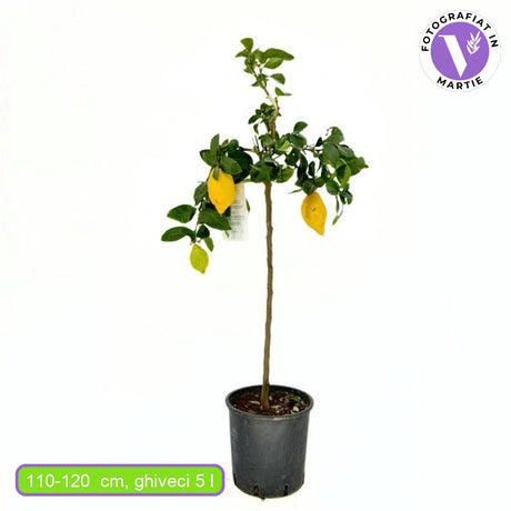 Pom Lamai (Citrus Limon), 110-120 cm, fructifer decorativ, autofertil, fructe galbene, parfumate, an 3 pe rod