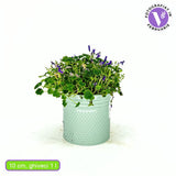 Clopotel purpuriu (Campanula) Intense Purple, planta perena cu flori mov-violet, inflorire lunga rezistenta frig