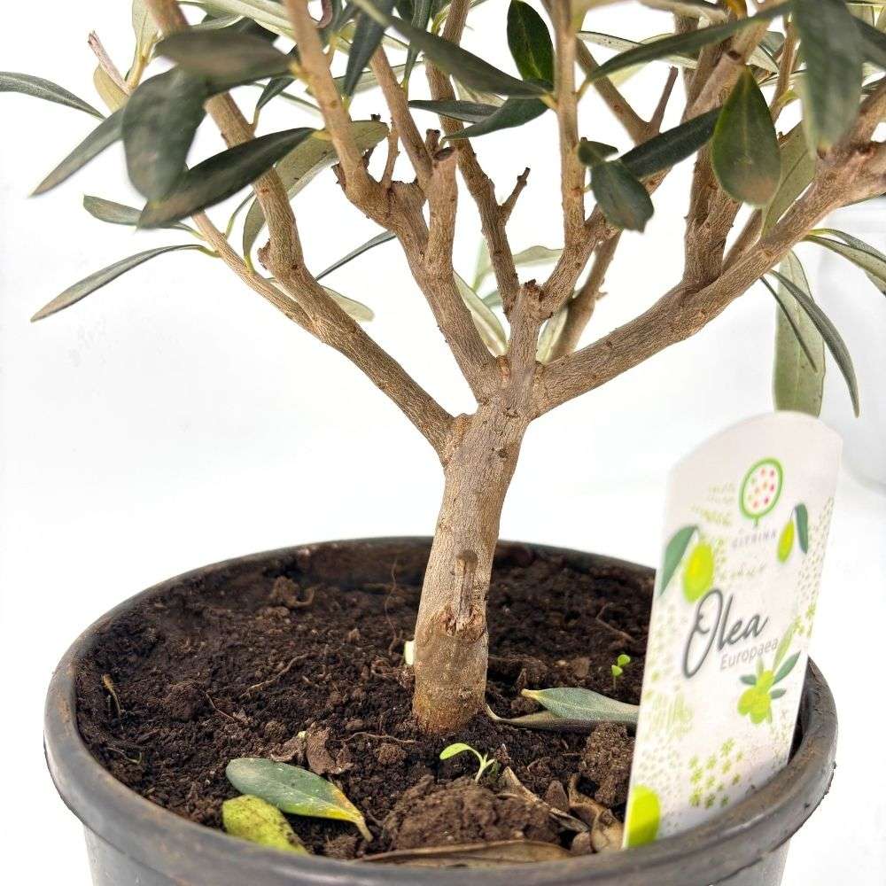 Maslin European Arbequina, Aclimatizat, rezistent iarna, vesnic verde, fructifer, usor de ingrijit, efect mediteranean, 30-40 cm