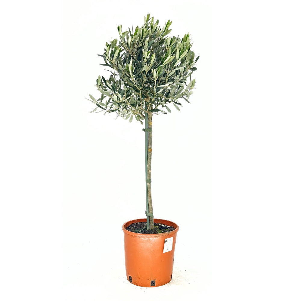 Maslin European Arbequina Aclimatizat, 70 cm, rezistent iarna, usor de ingrijit, vesnic verde, fructifer, efect mediteranean, Tulpina 50 cm