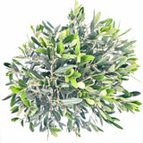 Maslin European Arbequina Aclimatizat, 70 cm, rezistent iarna, usor de ingrijit, vesnic verde, fructifer, efect mediteranean, Tulpina 50 cm