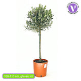 Maslin European Arbequina Aclimatizat, 70 cm, rezistent iarna, usor de ingrijit, vesnic verde, fructifer, efect mediteranean, Tulpina 50 cm