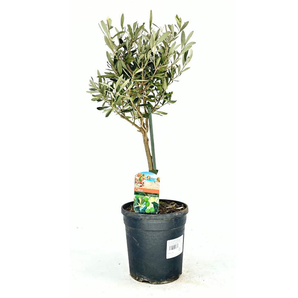 Maslin European Arbequina Aclimatizat, 60-70 cm, rezistent iarna, vesnic verde, fructifer, usor de ingrijit, efect mediteranean, Tulpina 30-40 cm