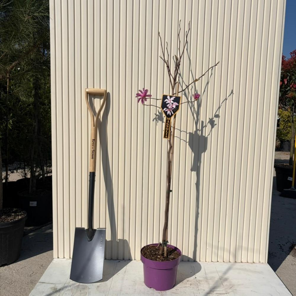 Magnolie roz-pal Leonard Mesel - Tip copac | Verdena – VERDENA