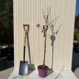 Magnolie Leonard Mesel, tip copac, flori roz parfumate, inflorire abundenta primavara