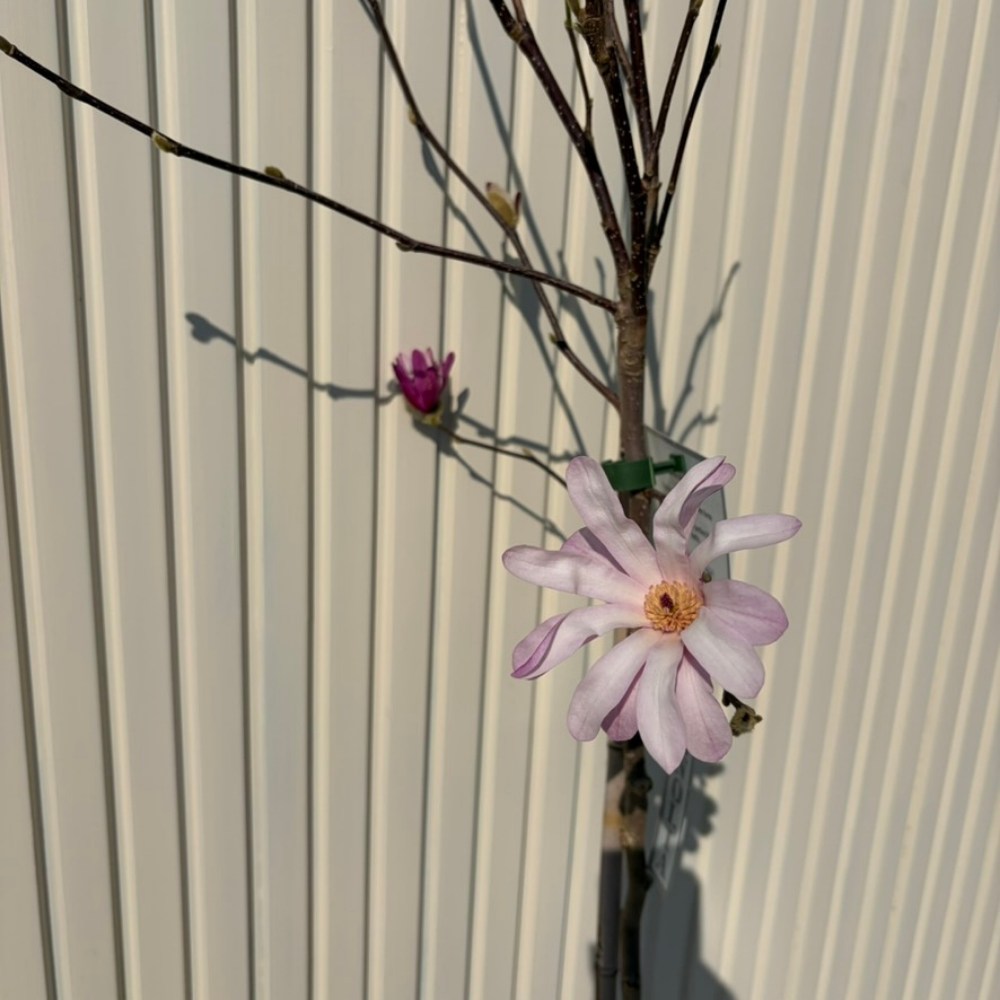 Magnolie roz-pal Leonard Mesel - Tip copac | Verdena – VERDENA