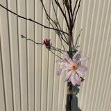 Magnolie Leonard Mesel, tip copac, flori roz parfumate, inflorire abundenta primavara