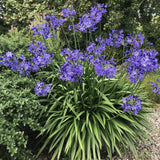 Crin African Agapanthus Northern Star, flori albastre in globuri, planta exotica rezistenta