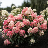 Hortensie Pitica de gradina (Paniculata) Living Little Blossom, cu flori albe si roz